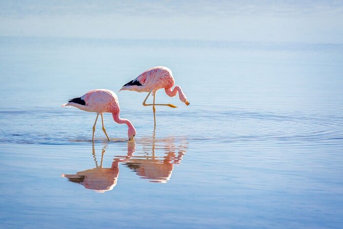 1-Day Tour Altiplanic Lagoons and Piedras Rojas and Laguna Chaxa - Starting from San Pedro at 7:00 a.m.