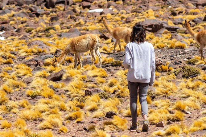 1-Day Tour Altiplanic Lagoons and Piedras Rojas and Laguna Chaxa - Two hours among the red rocks at Piedras Rojas