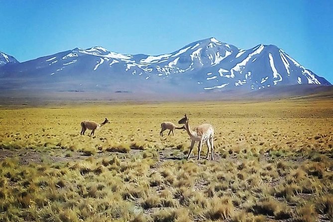 2 Tours Valley of the Moon and Hidden Lagoons - Should you book Valley of the Moon or Baltinache?