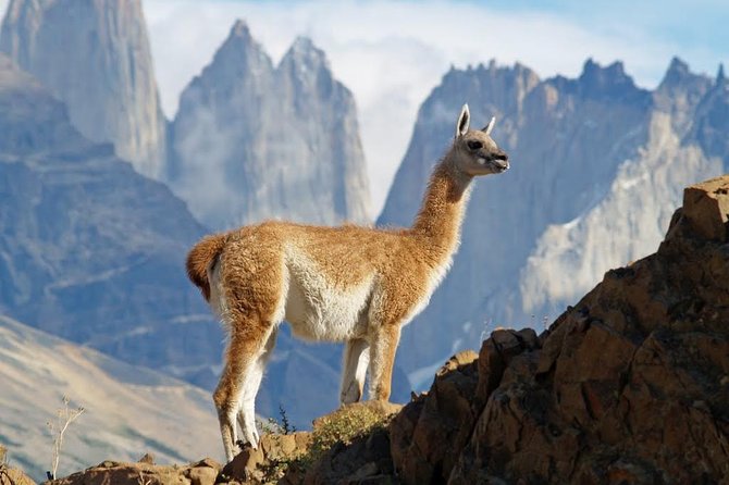 4-Days Trip to Puerto Natales & Torres del Paine National Park - What the $1,355 price really covers