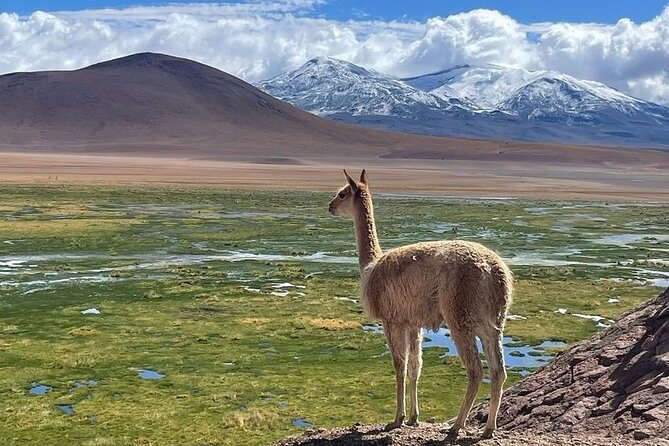 4 Tour in 2 Days, in San Pedro de Atacama - Key points to know before booking