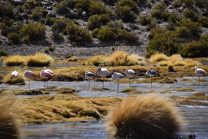 4 Tour in 2 Days, in San Pedro de Atacama - Cejar Lagoon, Ojos del Salar, and Tebinquinche