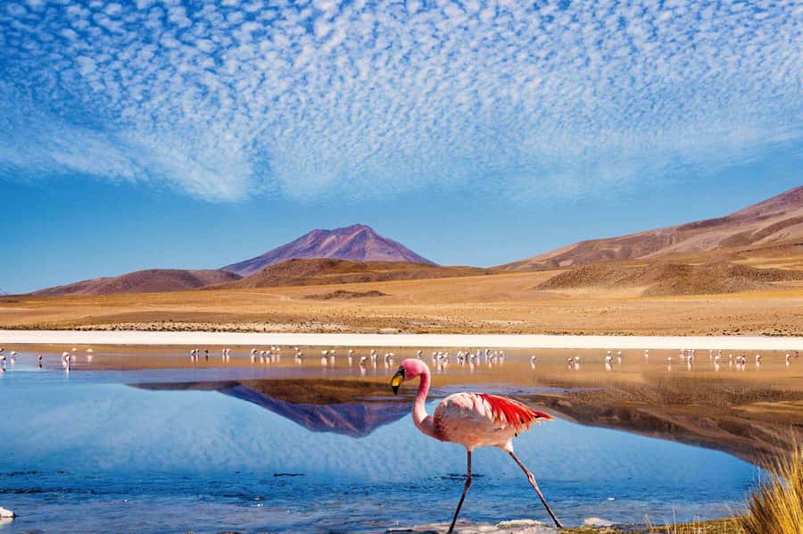 4D/3N SAN PEDRO DE ATACAMA-UYUNI (ROUND TRIP) SHARED SERVICE - Why this route is worth four demanding days
