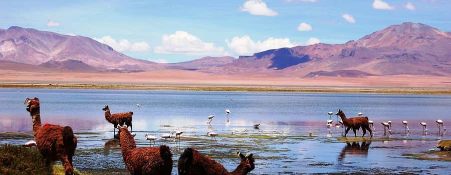 4D/3N SAN PEDRO DE ATACAMA-UYUNI (ROUND TRIP) SHARED SERVICE - Day two: volcanic rock and high-altitude wildlife