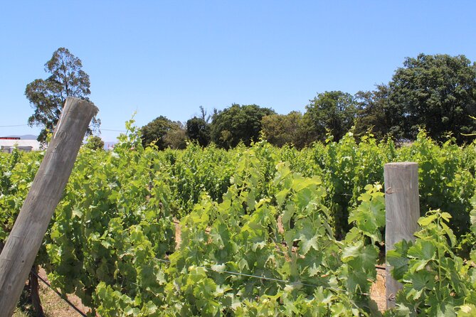 A Hop-On Hop-Off Wine Tour Service from Casablanca - Key points to know before booking
