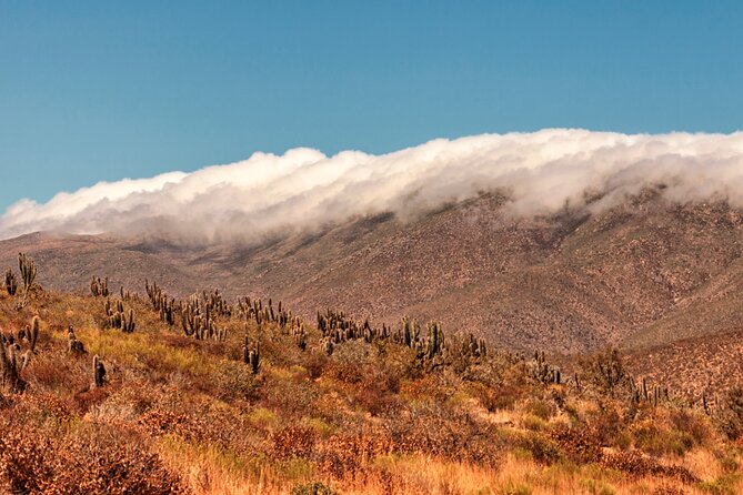 Activity in Fray Jorge National Park - Walking Through the Camanchaca Forest