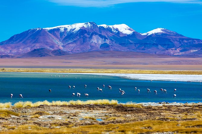 Altiplanic Lagoons & Piedras Rojas Tour from San Pedro de Atacama - Chaxa Lagoon and the flamingos of the Salar de Atacama
