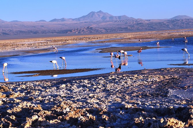 Altiplanic Lagoons & Piedras Rojas Tour from San Pedro de Atacama - An early pickup and a long ride into the desert