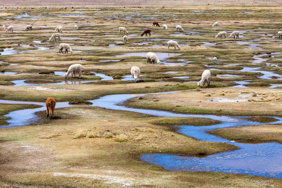Andean Saltflats full-day with breakfast and lunch - Leaving San Pedro for the high Andes
