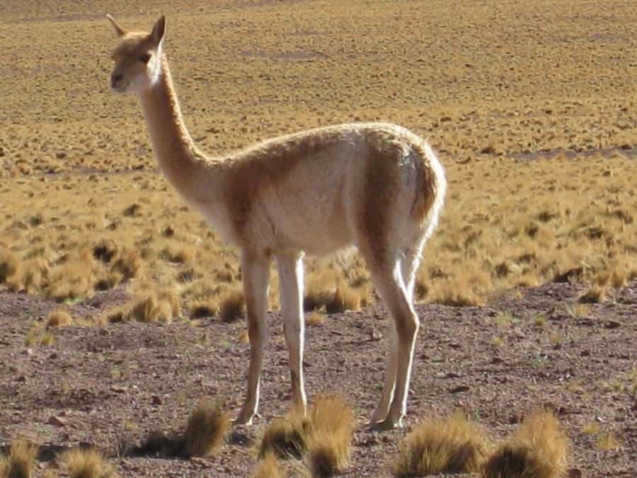Andean Saltflats full-day with breakfast and lunch - The Licancabur viewpoint and its perfect cone