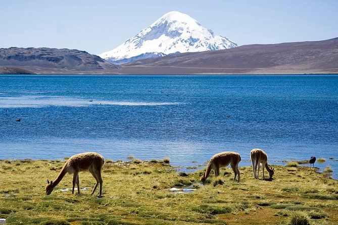 Arica: Full day to Lauca National Park and Chungara Lake, meals included - Putre and Socoroma bring the human side of the route