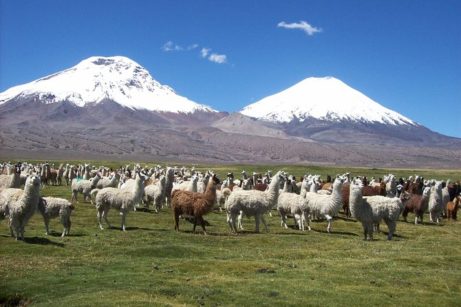 Arica: Full day to Lauca National Park and Chungara Lake, meals included - Pucara de Copaquilla shows how people defended the highlands