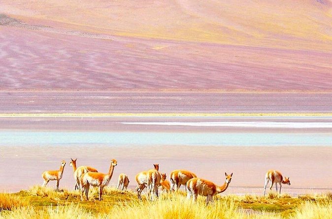 Atacama All inclusive 3 Days / 3 Nights / 3 Tours + Lodging - Who gets good value from this package