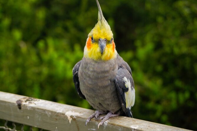 Aviary Tour and Tricao Park with Tasting in Undurraga Vineyard - What the $147 price really covers