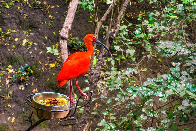 Aviary Tour and Tricao Park with Tasting in Undurraga Vineyard - Should you book the Tricao and Undurraga day?