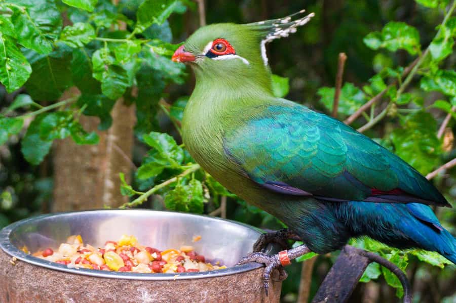 Aviary & Tricao Park Tour with Undurraga Wine Tasting - Humedal Giverny, Water, Gardens, and Birdlife