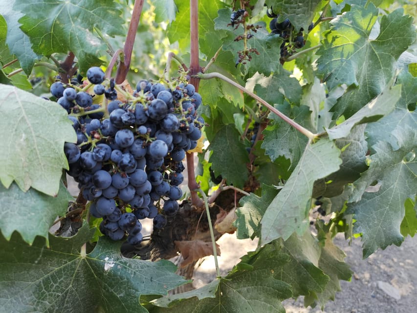 Bahá’í Temple, Winery and Lapis Lazuli + Private Transport - What the guide adds