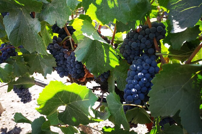 Bahá’í Temple, Winery & Tasting, Lapis Lazuli + Private Transport - Who should book this $159 experience?
