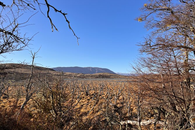 Bird Watching and Fauna in Chilean Patagonia Private Tour - Birdwatching with time for photography