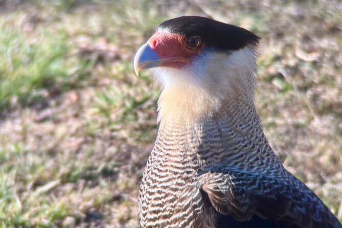 Bird Watching and Fauna in Chilean Patagonia Private Tour - Brunch with a view at the estancia