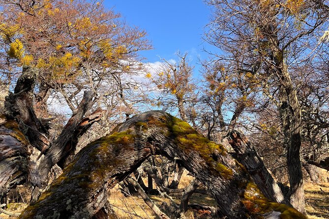 Bird Watching and Fauna in Chilean Patagonia Private Tour - Returning to Puerto Natales by another route