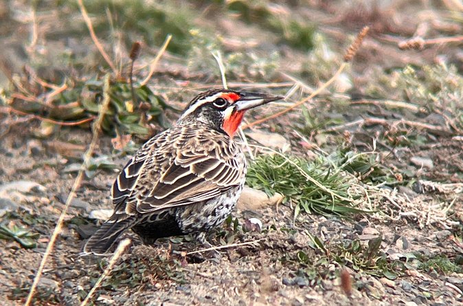 Bird Watching and Fauna in Chilean Patagonia Private Tour - Is the $420.30 price good value?