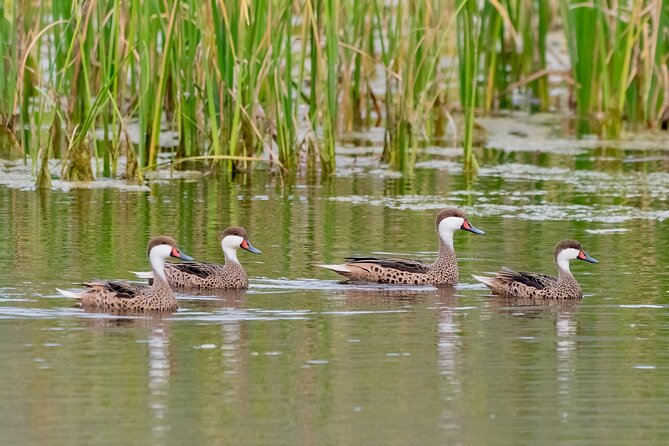 Birdwatching from Santiago: Andes or Pacific Coast. Flexible Tour - Key details before you book