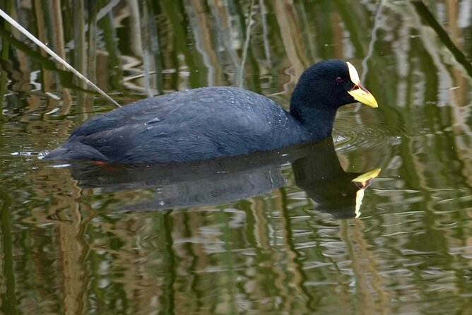 Birdwatching from Santiago: Andes or Pacific Coast. Flexible Tour - Choosing between the Andes and the Pacific