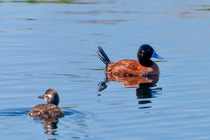 Birdwatching from Santiago: Andes or Pacific Coast. Flexible Tour - Mantagua Wetland and the coastal route