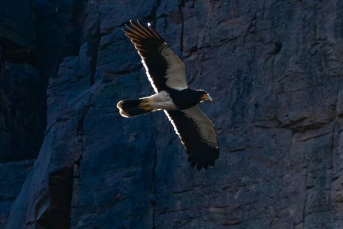 Birdwatching from Santiago: Andes or Pacific Coast. Flexible Tour - What the guide and equipment add