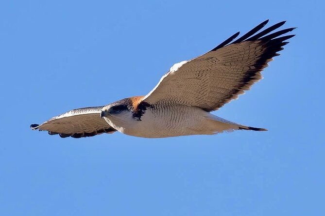 Birdwatching from Santiago: Andes or Pacific Coast. Flexible Tour - The picnic, transport, and nine-hour pace