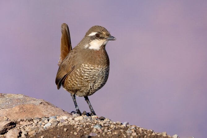 Birdwatching from Santiago: Andes or Pacific Coast. Flexible Tour - Farellones and the high Andes