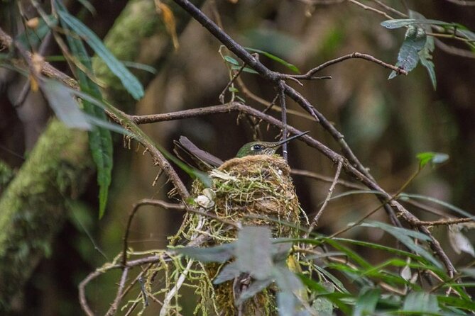 Bosque Piedra Reserve Tour - The 9:30 a.m. start from Castro