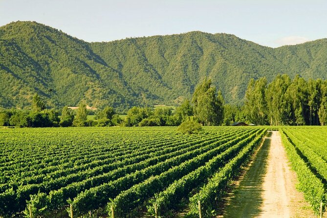 Carob, Vineyard Houses of the Forest and Museum Neruda Isla Negra - Who should book this experience?