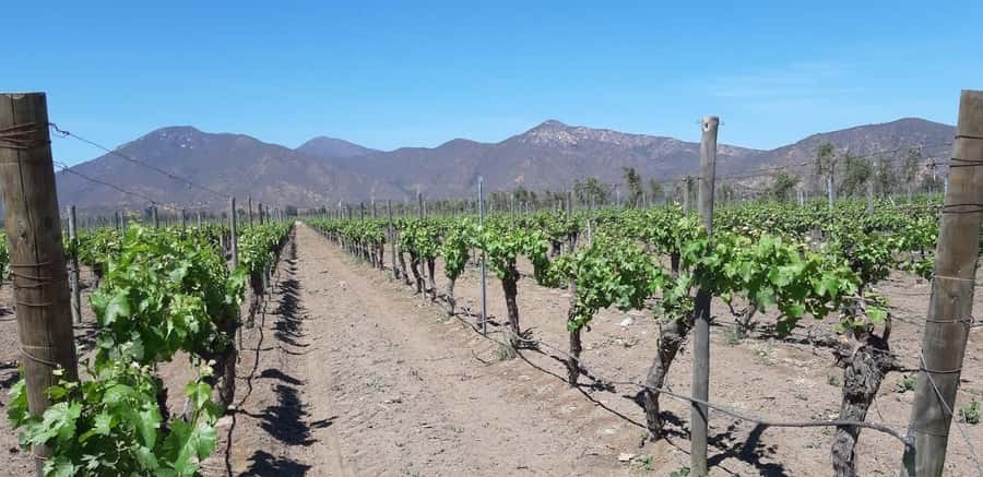 Casablanca Valley: Full-Day Private Wine Tour - Learning how Chilean wine is made
