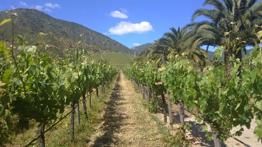 Casablanca Valley: Full-Day Private Wine Tour - Choosing lunch near the vineyards