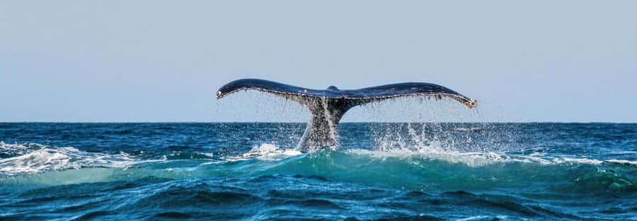 Chañaral de Aceituno boat ticket - Why Chañaral Island makes this boat trip special