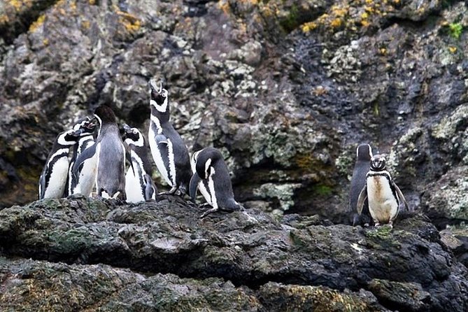 Chiloe Island - Puñihuil Tour - Key points to know before booking
