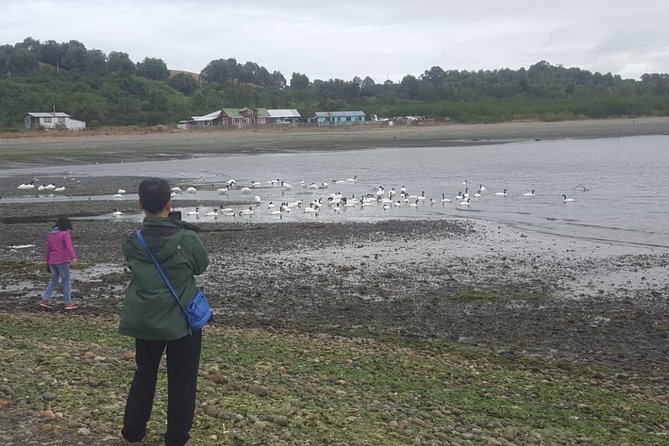 Chiloe Island - Puñihuil Tour - Puñihuil and its Humboldt and Magellanic penguins