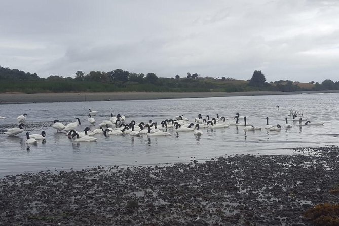 Chiloe Island - Puñihuil Tour - The lonely Pacific beach