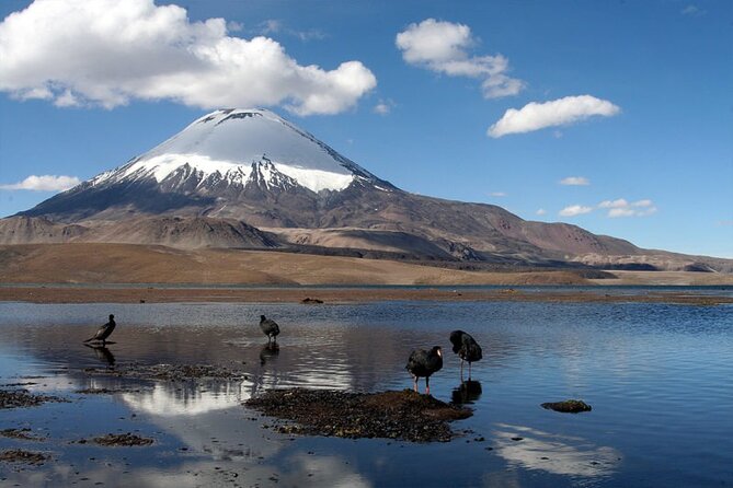 Chungará Lake & Lauca Park Tour from Arica with Lunch - Why This Tour Deserves a Place on Your Arica Plans