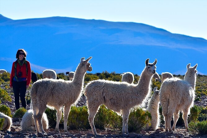 Chungará Lake & Lauca Park Tour from Arica with Lunch - From Arica Into the Lluta Valley