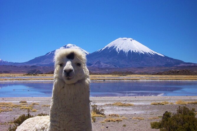 Chungará Lake & Lauca Park Tour from Arica with Lunch - Lauca National Park’s Wide Open Country