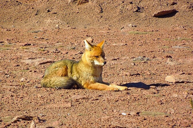 Chungará Lake & Lauca Park Tour from Arica with Lunch - What the $197 Price Covers