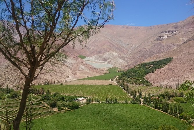 Classic Elqui Valley (Between vineyards and fruit trees) - Key points to know before booking