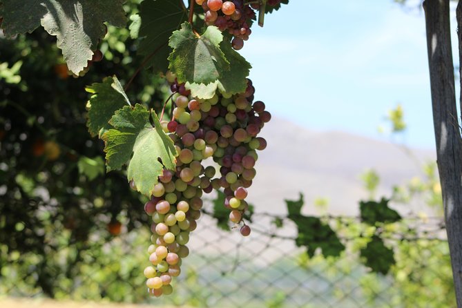 Classic Elqui Valley (Between vineyards and fruit trees) - Puclaro Reservoir: water, mountains, and a craft fair