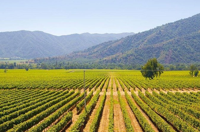 Colchagua Full Day Wine Tour: Casa Silva & L'Apostolle Wineries - Chilean lunch between the vineyards
