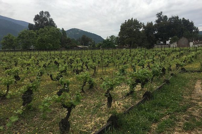 Colchagua Valley - A private vehicle can change the whole day