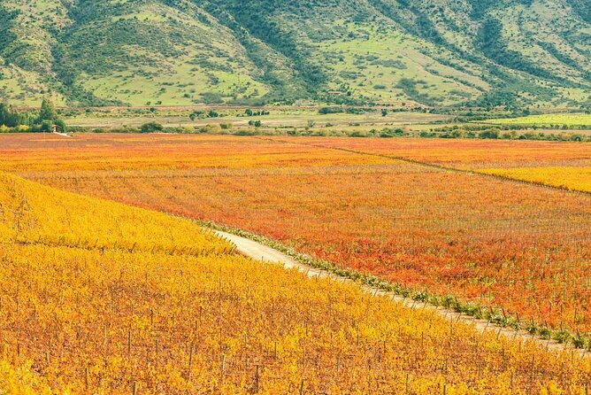 Colchagua Valley Viñas Viu Manet and Montes Alfha - Key points at a glance