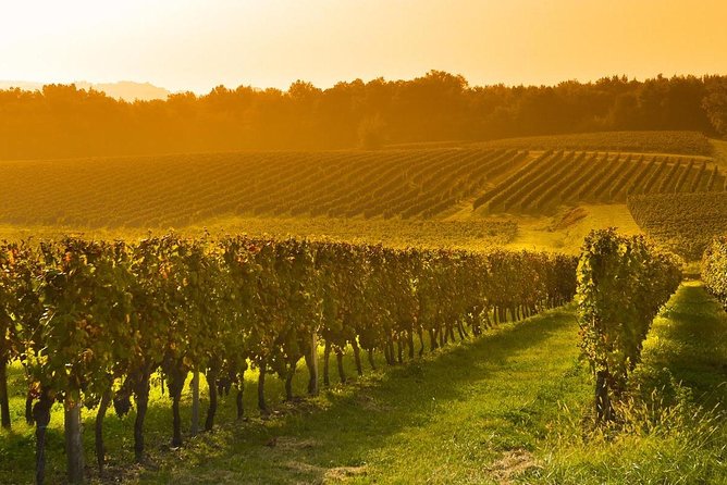 Colchagua Valley Viñas Viu Manet and Montes Alfha - Why Colchagua Valley works as a day trip from Santiago